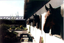 Ireland-Offaly-Offaly Equestrian Center